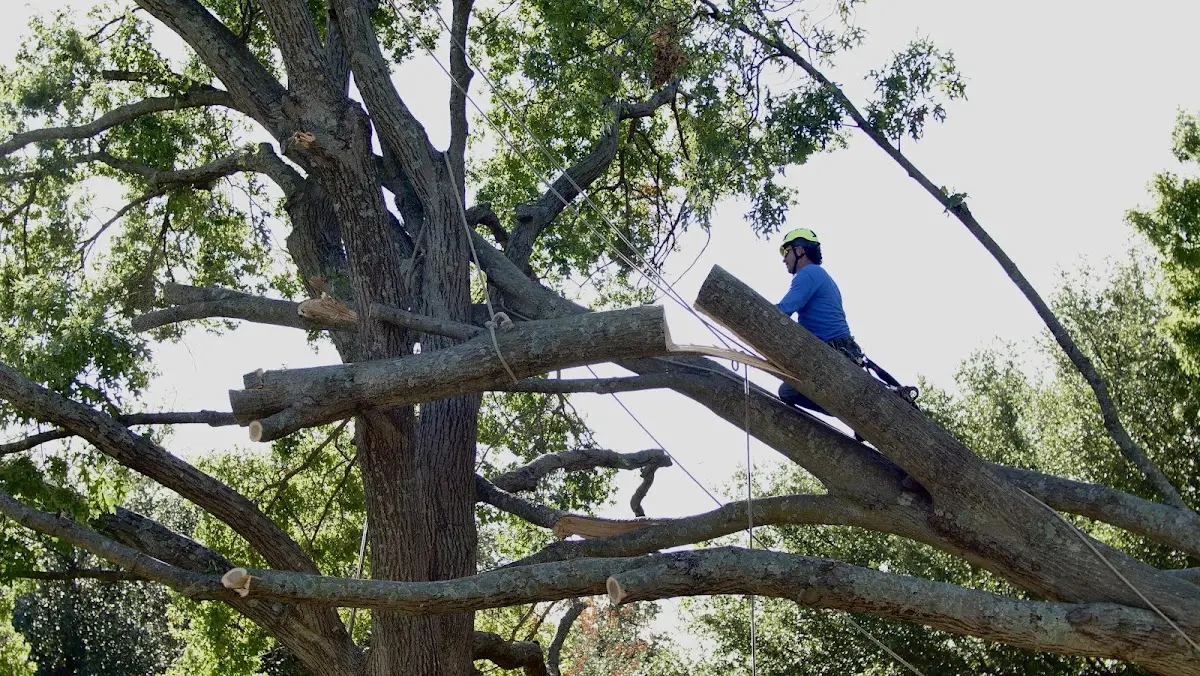 Professional Crown Thinning performed by certified arborists in Inman